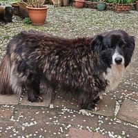 Gnadenplatz für Max gesucht, Hund zur Adoption