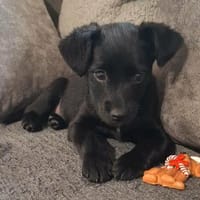 Kleine Bella ganz groß, Hündin zur Adoption