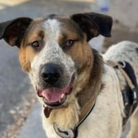 Hast Du für Ben noch ein Körbchen frei?, Hund zur Adoption