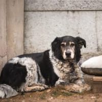 Cosimo sucht dringend einen neuen Platz!, Hund zur Adoption