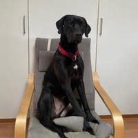 Otto schaut nach einem neuen Zuhause, Hund zur Adoption