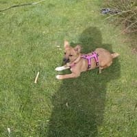 Zauberhafte kleine Marla, Hündin zur Adoption