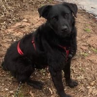 bezaubernde ASYA💖wartet in 36179 Bebra, Hündin zur Adoption