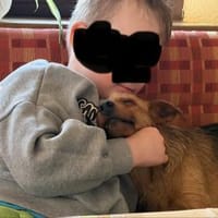 Widdow sucht die Nadel im Heuhaufen, Hündin zur Adoption