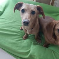 Donald❤❤, Hund zur Adoption