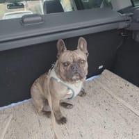 Kicsi möchte ihr Herz erneut verschenken, Hündin zur Adoption