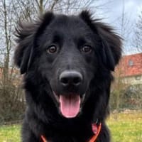 JUNAKwartet bereits in 37130 Gleichen, Hund zur Adoption
