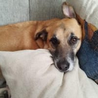 Wer hat ein freies Körbchen für Lasar?, Hund zur Adoption