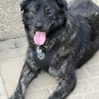 Seelenhund sucht Traum zu Hause, Hündin zur Adoption