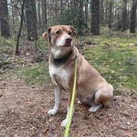 Fee - Die Beschützerin 🐶, Hündin zur Adoption