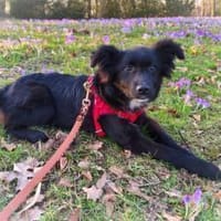 Wer möchte Holly ein liebevolles Zuhause, Hündin zur Adoption