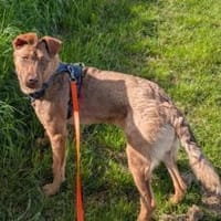 Elsie sucht ihr Für-Immer-Zuhause, Hündin zur Adoption