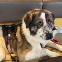 Picasso sucht ein neues Zuhause, Hund zur Adoption