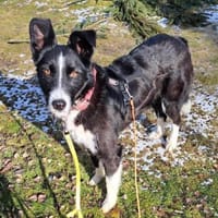 Talvi - hat Sonne im Herzen 🐾, Hündin zur Adoption