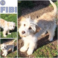 FIBI -rundum tolles Hundekind-, Hündin zur Adoption