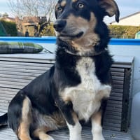 ✨🐾 Fröhliche Juna sucht ihre Familie🐾✨, Hündin zur Adoption