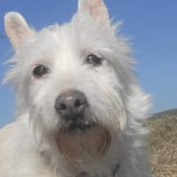 Kuschelhündin Mona sucht sicheren Hafen, Hündin zur Adoption