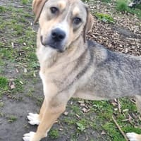 Sophie sucht ihr Zuhause 🐾, Hündin zur Adoption