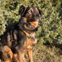 Verliebst du dich in Jana?, Hündin zur Adoption