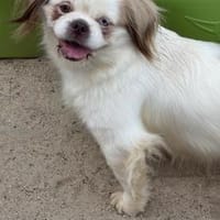 Skye mit einem blauen Auge, Hündin zur Adoption