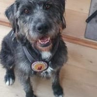 Schenkst du Melody ein neues Leben?, Hündin zur Adoption