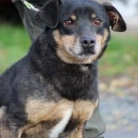 Tim - zutraulicher, kleiner Rüde, Hund zur Adoption