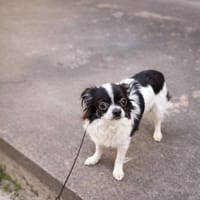 Zauberhafte Chihuahua Dame namens Naya, Hündin zur Adoption