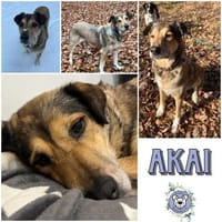 AKAI -verschmuster &verträglicher Senior, Hund zur Adoption