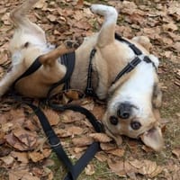 Sanfte ♥ Mirna ♥ in 67663 Kaiserslautern, Hündin zur Adoption