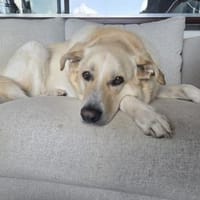 Sammy Labrador HSH Hund sucht ein Zuhaus, Hund zur Adoption