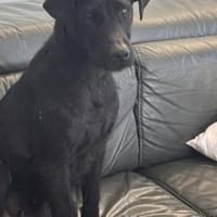 Freundliche Amber, Hündin zur Adoption