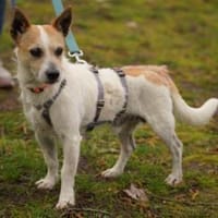 Teddy scht seine Familie, Hund zur Adoption