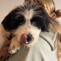 Ein kleines Herz Namens Rangy sucht, Hündin zur Adoption