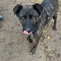 Schenkst du Bärt ein neues Leben?, Hund zur Adoption