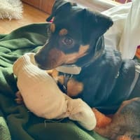 Liza sucht liebe Familie, Hündin zur Adoption