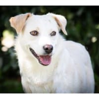 Nadirah - wartet in 35460 Staufenberg, Hündin zur Adoption