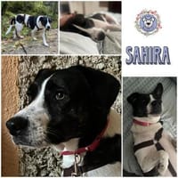 SAHIRA * sensibel und sanft, Hündin zur Adoption