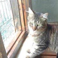 CAKIR & TOPRAK - auch Einzelvermittlung, Kater zur Adoption