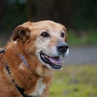 Kira sucht ihr Glück, Hündin zur Adoption