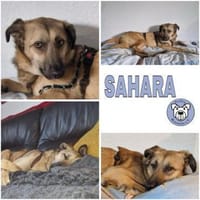 SAHARA -anhänglich, liebevoll & loyal-, Hündin zur Adoption