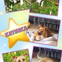 kleine liebe Katinka auf PS 91353, Hündin zur Adoption