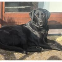 Paulinchen - wartet in 49143 Bissendorf, Hündin zur Adoption