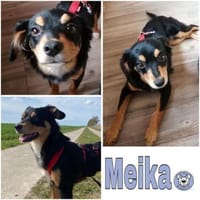 MEIKA -lebhaft & temperamentvoll-, Hündin zur Adoption