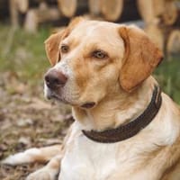 Sora - wartet in 04420 Markranstädt, Hündin zur Adoption