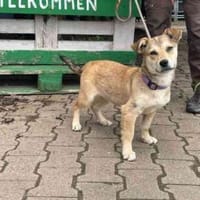 Törtchen will die Welt erobern, Hündin zur Adoption