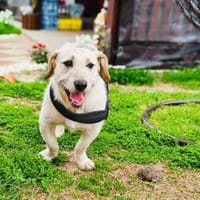 Irma eine ganz liebe Hündin, Hündin zur Adoption