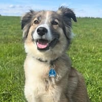 Lola - ist dynamisch&aufgeweckt, Hündin zur Adoption