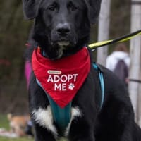 Cosmo - Schäfi-Mix wartet in 55116 Mainz, Hund zur Adoption