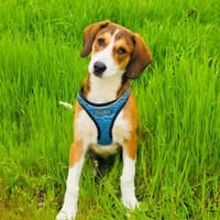 Ellie eine zauberhafte Hündin, Hündin zur Adoption