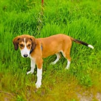 Ellie eine zauberhafte Hündin, Hündin zur Adoption